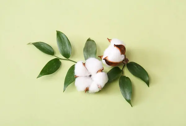 stock image Cotton flowers and plant twig on green background