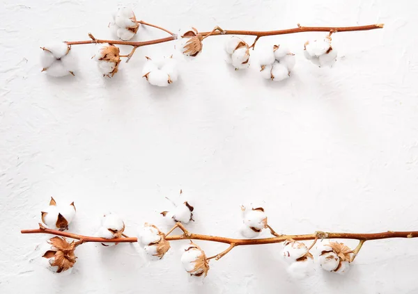 Frame Made Cotton Sprigs White Grunge Background — Stock Photo, Image