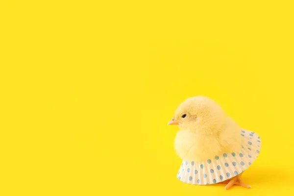 Cute Little Chick Skirt Yellow Background — Stock Photo, Image