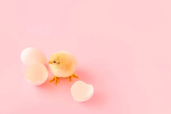 Cute Little Chick Egg Shell Pink Background — Stock Photo, Image