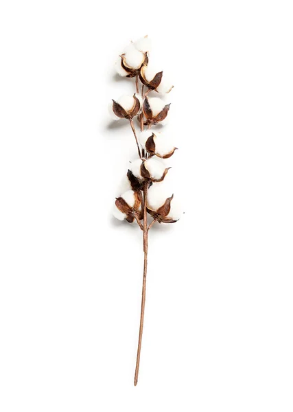 Beautiful Cotton Flower Branch White Background — Stock Photo, Image