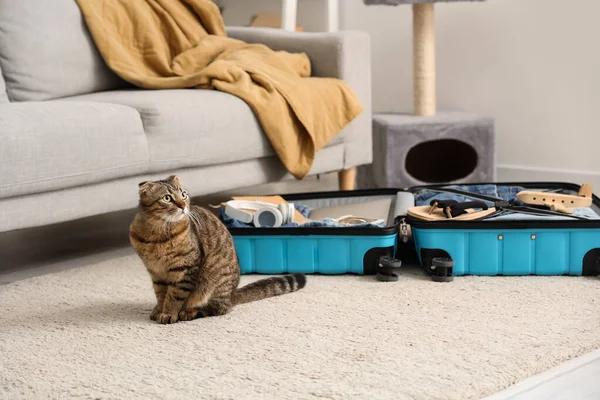 Scottish Fold Cat Suitcase Home — Stock Photo, Image