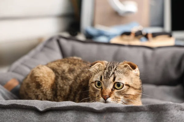 Scottish Fold Cat Pet Bed Home Closeup — Stock Photo, Image