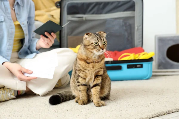 Scottish fold cat and owner packing suitcase at home, closeup
