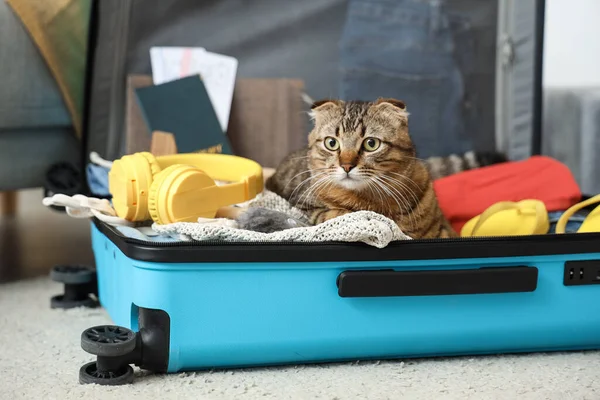stock image Scottish fold cat in suitcase at home