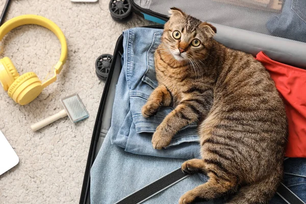 stock image Scottish fold cat in suitcase on beige carpet, top view