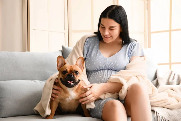Pregnant Woman Cute French Bulldog Home — Stock Photo, Image