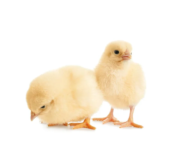 Cute Little Chicks White Background — Stock Photo, Image