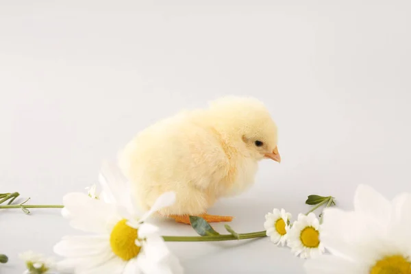 Niedliche Kleine Küken Mit Kamillenblüten Auf Grauem Hintergrund — Stockfoto