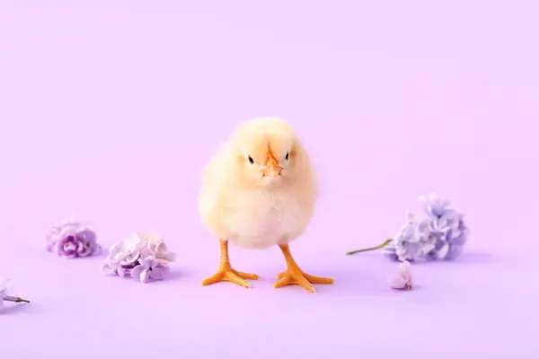 Niedliche Kleine Küken Mit Lila Blüten Auf Farbigem Hintergrund — Stockfoto