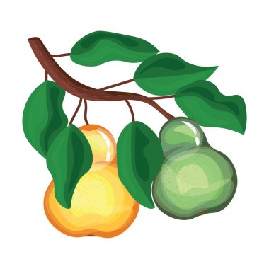 Beyaz zemin üzerine armut ile şube