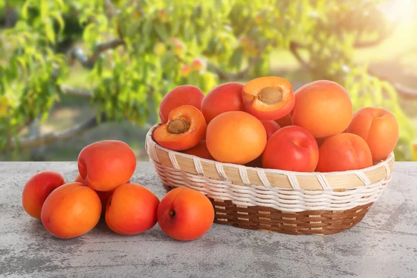 Wicker Basket Ripe Apricots Table Outdoors — Stock Photo, Image