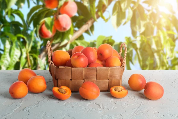 Wicker Basket Ripe Apricots Table Outdoors — Stock Photo, Image