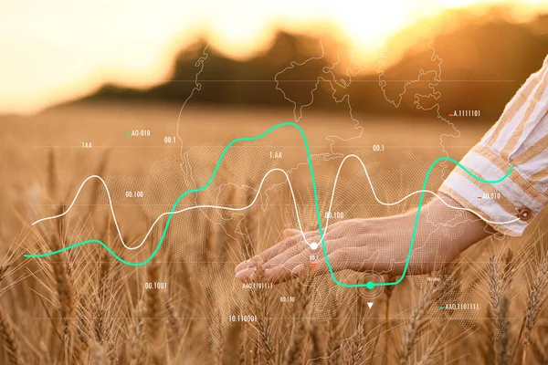 Virtueller Bildschirm Mit Grafiken Und Bäuerin Weizenfeld Konzept Des Lebensmittelpreises — Stockfoto