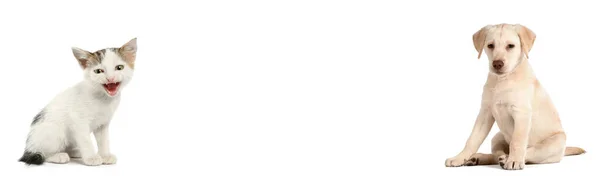 Симпатичный Котенок Щенок Лабрадора Белом Фоне Баннер Дизайна — стоковое фото