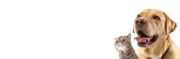 Mignon Chat Exotique Chien Labrador Sur Fond Blanc Bannière Pour — Photo