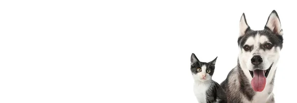 Nettes Kätzchen Und Husky Hund Auf Weißem Hintergrund Banner Für — Stockfoto