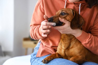 Yatak odasında köpeğinin dişlerini fırçalayan genç bir kadın.