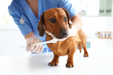 Dachshund köpeğinin dişlerini fırçalayan kadın veteriner klinikte, yakın plan.