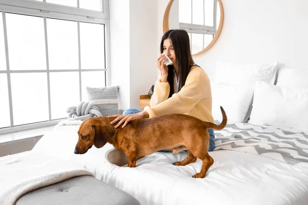 Allergic young woman with dachshund dog sneezing in bedroom