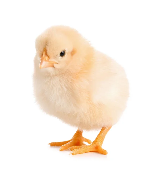 Cute Little Chick White Background — Stock Photo, Image