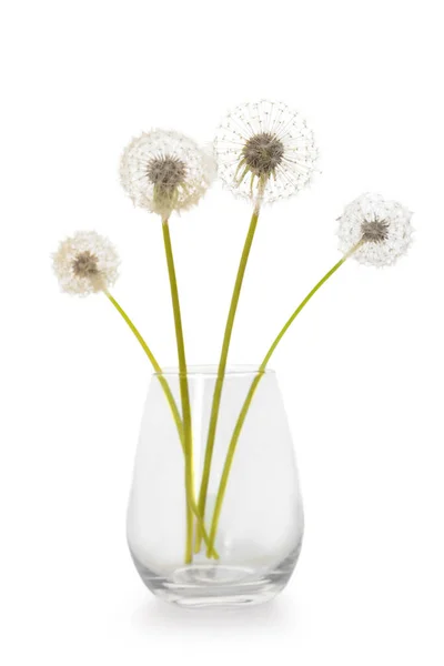 Βάζο Πικραλίδα Λουλούδια Λευκό Φόντο — Φωτογραφία Αρχείου