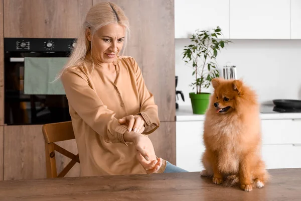 Аллергически Зрелая Женщина Померанской Собакой Царапающейся Кухне — стоковое фото