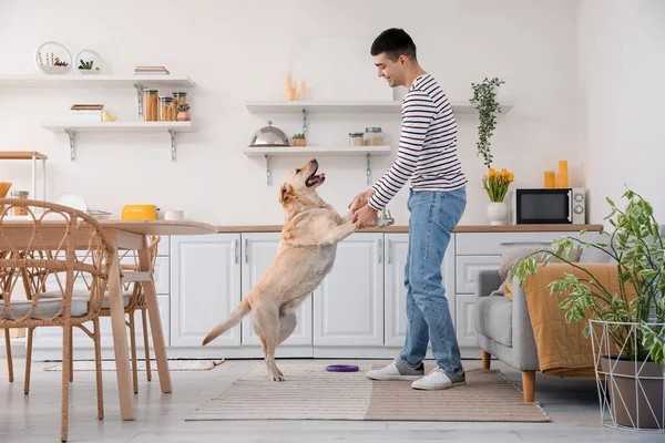 Young Man Cute Labrador Dog Dancing Kitchen — Stock Photo, Image