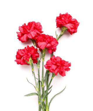 Beyaz arkaplanda kırmızı karanfiller