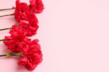 Pembe arka planda kırmızı karanfiller