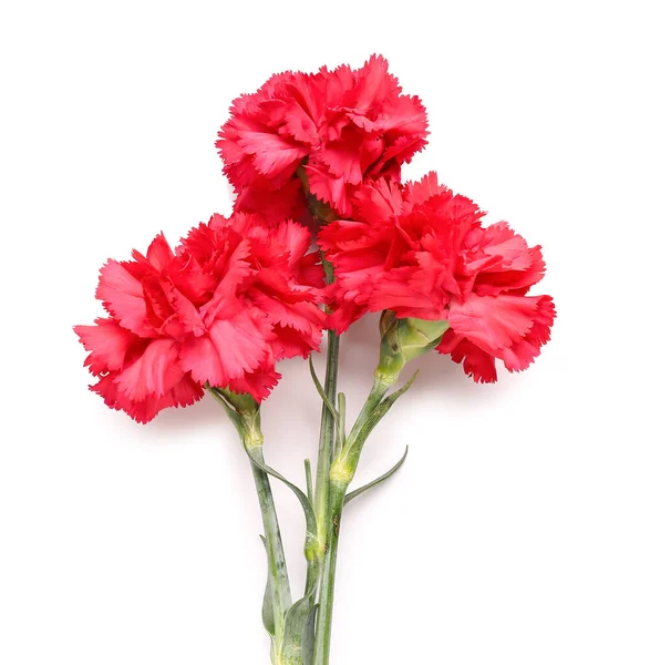 Red Carnations White Background — Stock Photo, Image