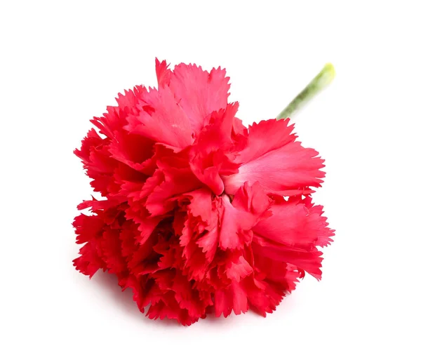 Red Carnation White Background — Stock Photo, Image