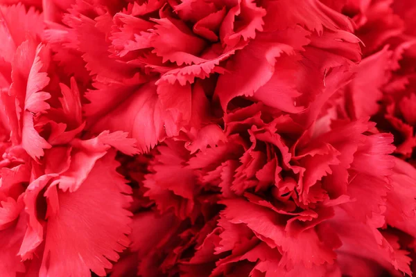 Beautiful Red Carnations Background — Stock Photo, Image