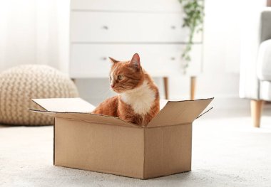 Evde karton kutudaki komik kedi.