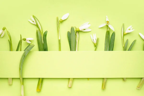 Beautiful Snowdrops Green Background — Stock Photo, Image