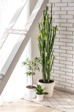 Beyaz tuğla duvarın yanında yeşil bitkiler var.