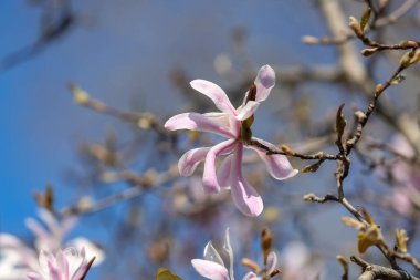Bahar günü çiçek açan Magnolia çiçekli ağaç dalı, yakın plan.