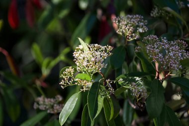 Bahar günü çiçek açan dallar, yakın plan.