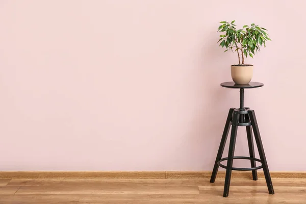 Green Houseplant Table Pink Wall Room — Stock Photo, Image