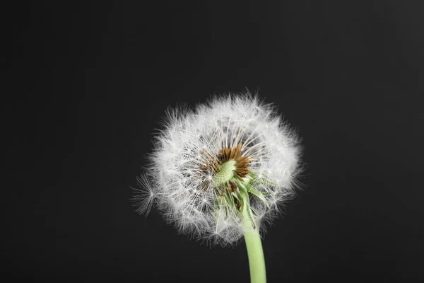 Квітка Кульбаби Чорному Тлі — стокове фото