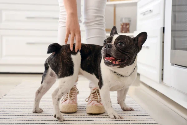 Cute French bulldog with owner in kitchen