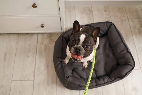 Cute French bulldog with leash at home