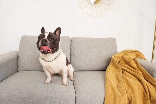 Cute French bulldog on sofa at home