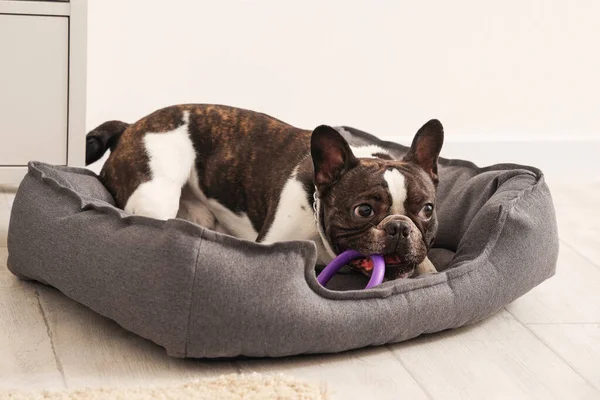 Cute French Bulldog Toy Pet Bed Home — Stock Photo, Image