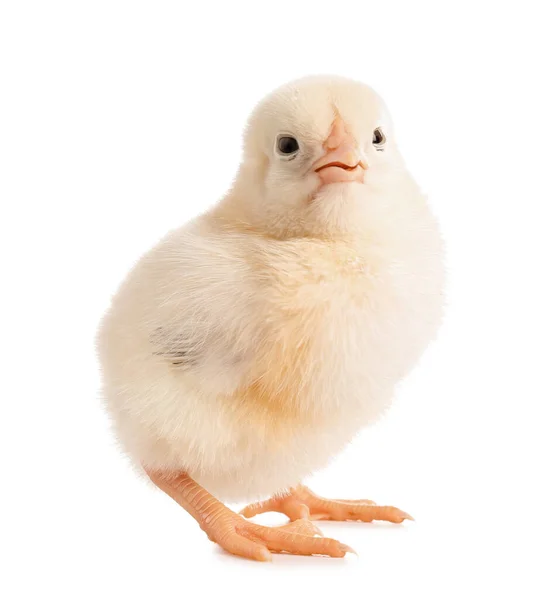 Lindo Poco Chick Blanco Fondo —  Fotos de Stock