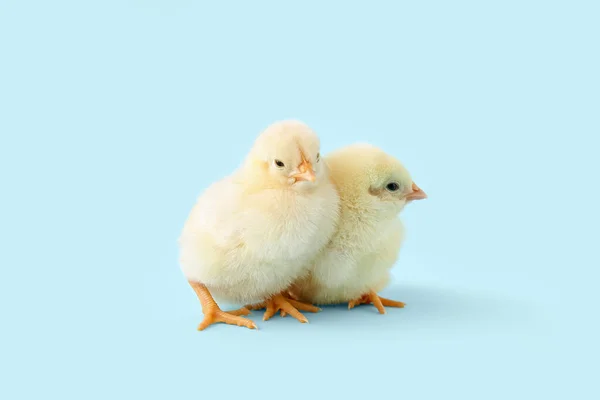 Cute Little Chicks Blue Background — Stock Photo, Image