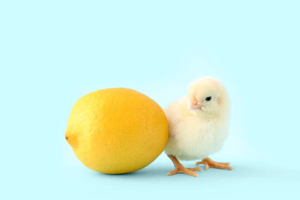 Cute Little Chick Lemon Blue Background — Stock Photo, Image