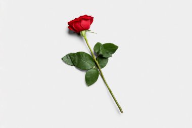 Beyaz arkaplanda güzel kırmızı bir gül