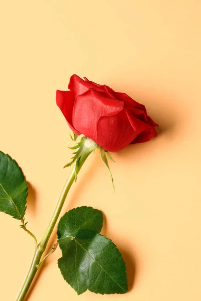 Όμορφο Κόκκινο Τριαντάφυλλο Πορτοκαλί Φόντο — Φωτογραφία Αρχείου