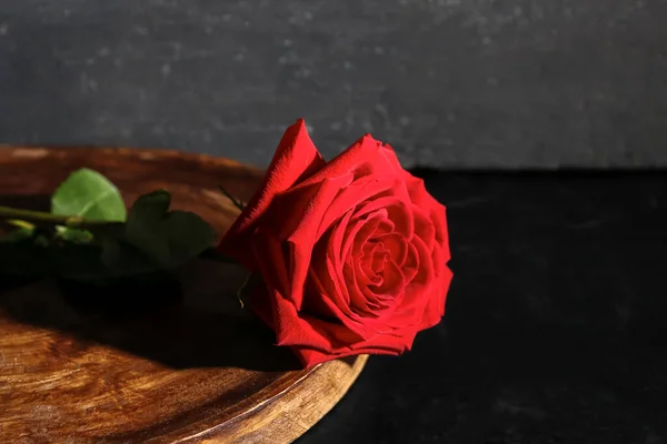 Πίνακας Όμορφο Κόκκινο Τριαντάφυλλο Μαύρο Φόντο — Φωτογραφία Αρχείου